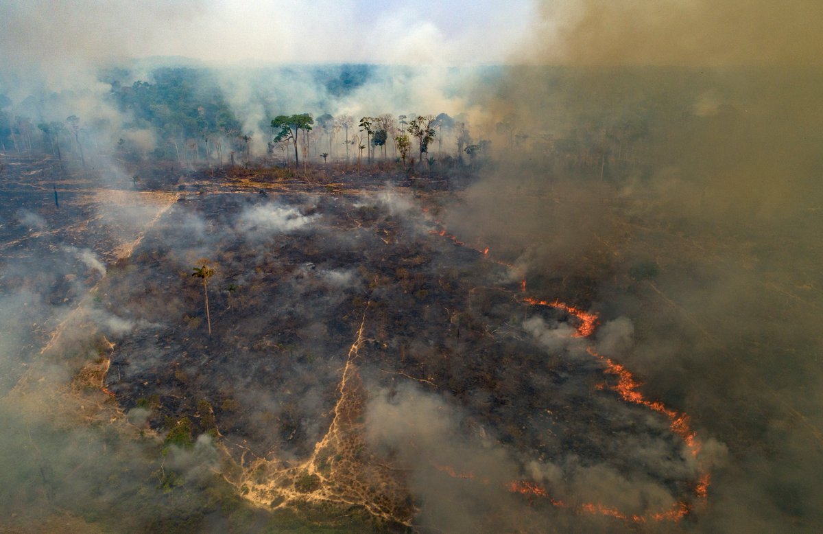 ajplus's tweet photo. The Amazon has lost an area the size of Chicago so far in 2022, with record deforestation in February and destruction up 3x from last year.

Studies show the rainforest is losing the ability to recover from destruction and climate shocks, and is now on track to become savanna. https://t.co/5nbv6OIxco