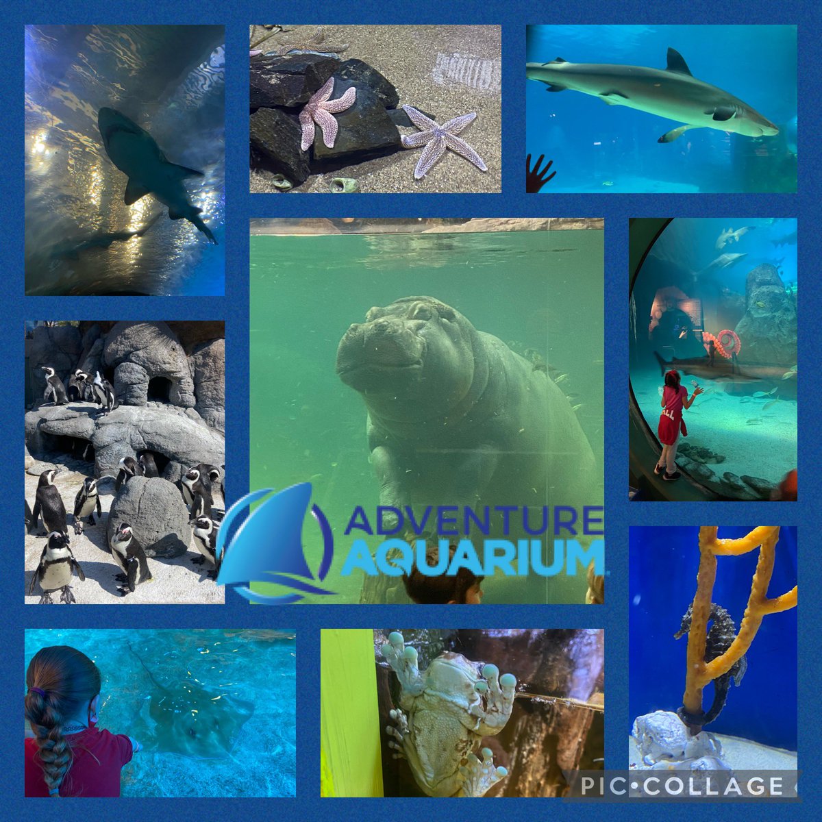 wildertech's tweet photo. Great time with the third graders #omsbulldogs #aquariumfieldtrip https://t.co/gwrY2mz8Gb