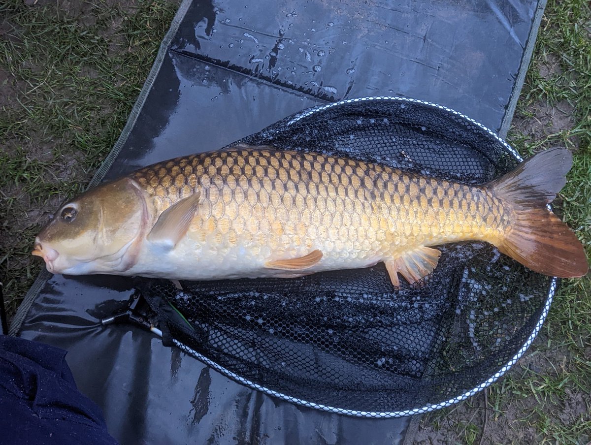 Titch_World's tweet photo. That was worth sitting in the rain for 10lb on the nose #HereFishFishFishy https://t.co/gmAJTVCocT
