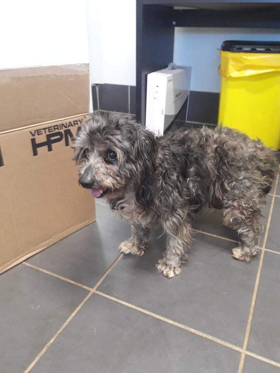 Encontrado en Los Silos, está en el Centro de Protección Animal Tierra Blanca. Por favor difunde por si aparece su dueño. Gracias.