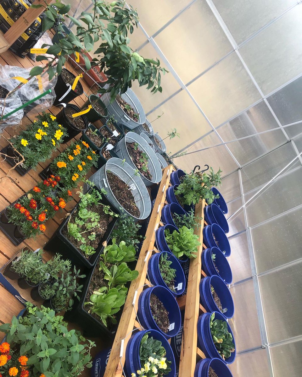 krunn's tweet photo. Plants tucked in the greenhouse in the Texas Hill Country because we are about to circle back to winter. Thank you @RobbersonJon for inspiring me to learn gardening and to learn how to make a radiant ceramic heater. https://t.co/CG4KlNR6do