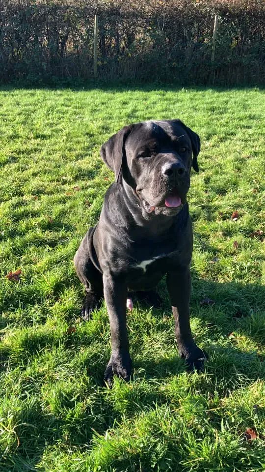 NWDogRescue's tweet photo. I am called Bear. Please read and RT my details to help me as I need you! I am 6 years old and need a big strong owner as I'm a big strong boy! https://t.co/FJd1a5YLPj https://t.co/aBSltge8xZ