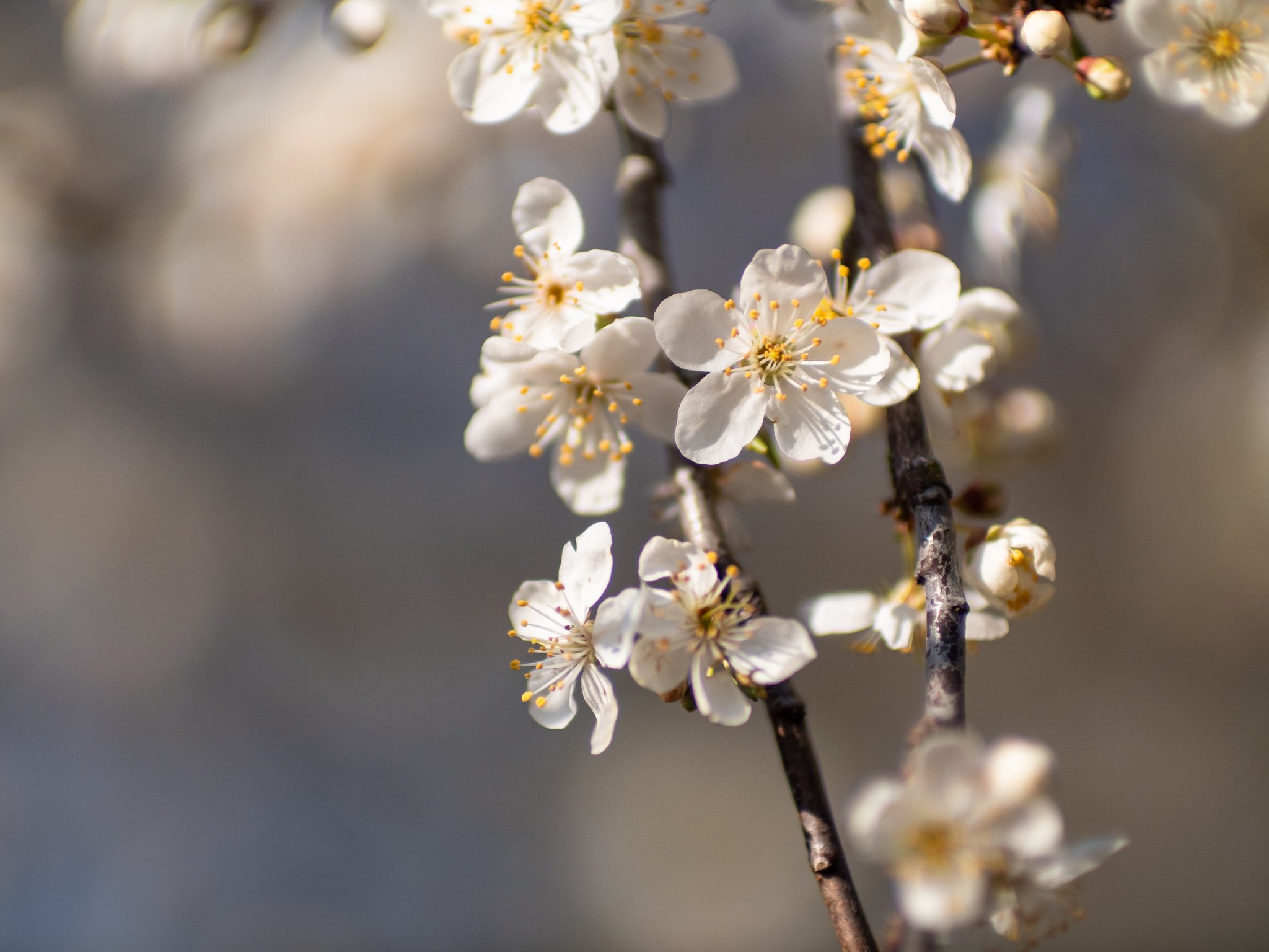 National Trust on Twitter: 