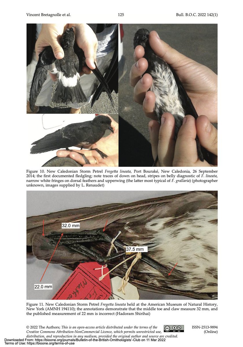 ‼️ The mysterious New Caledonian Storm Petrel Fregetta lineata confirmed as a valid new species
bioone.org/journals/bulle…