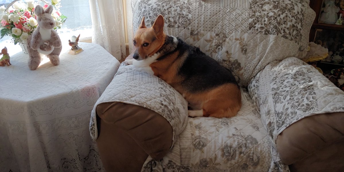 DarlaTheCorgi's tweet photo. https://t.co/P0FWXSmDqZ