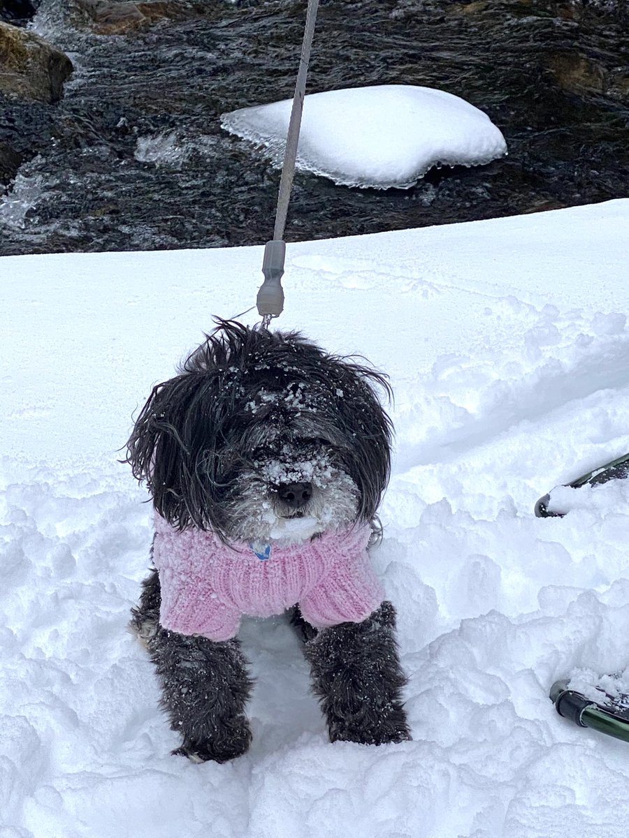 Our family pet crossed the 🌈 bridge today. 💔 She was with us for almost 17  &amp; 1/2 yrs. She was the best! Such a difficult decision for a pet owner to make but she is in a better place! 🥰