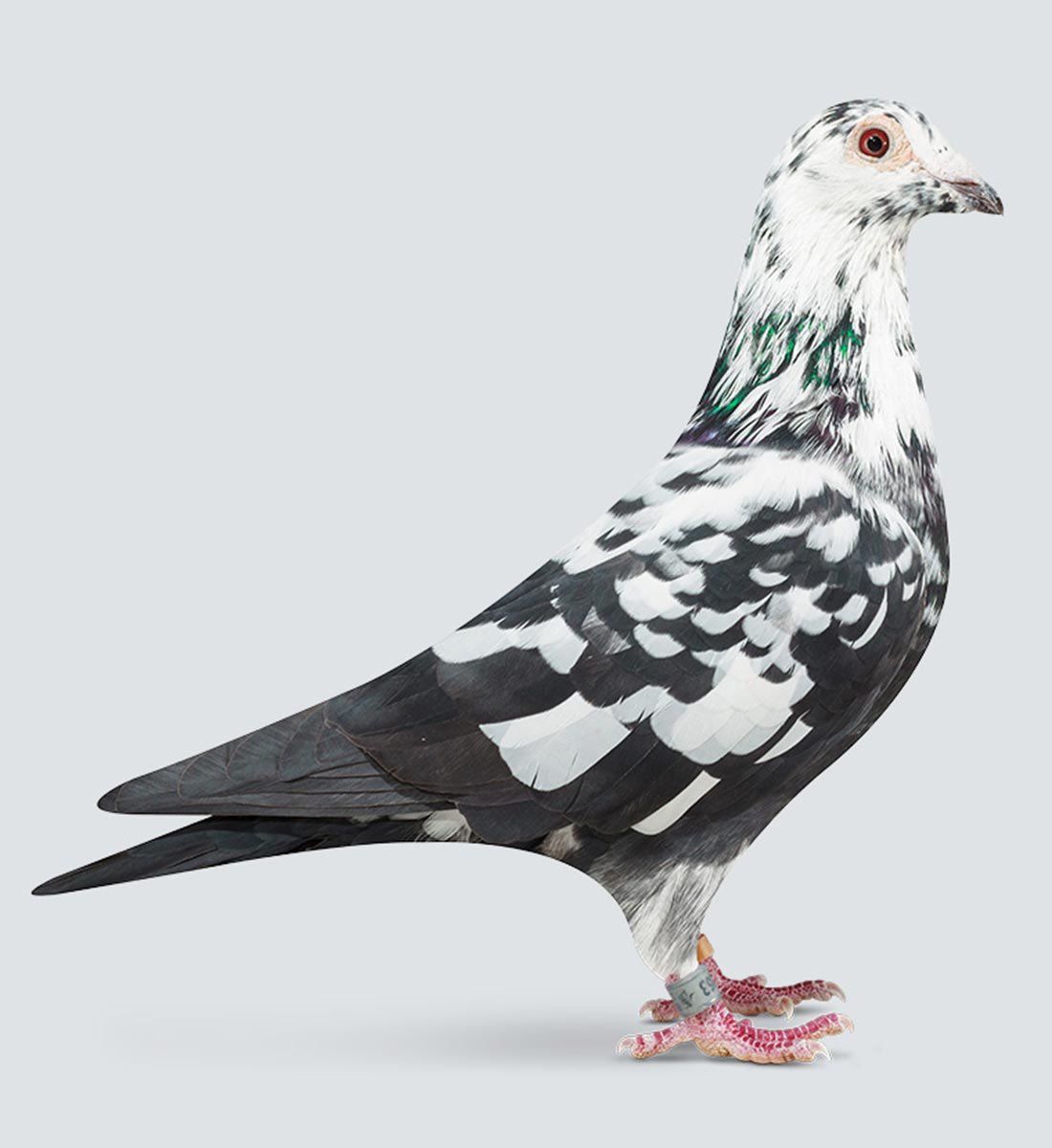 Maurice_DW's tweet photo. Deze 2 en nog een broer van de zwart-witte zijn op de vlucht gegaan voor “de kat” nog voor ze gehecht waren aan hun nieuwe verblijf. Haar konijntje werd al opgepeuzeld door de kat. Wie helpt te voorkomen dat een 9 jarig meisje gaat leiden aan bindingsangst. 
🙏🏼 Delen = ❤️ https://t.co/MaOdmSUu5q