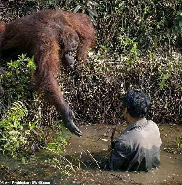 gumaaoro's tweet photo. Human Being Vs Animals👌👌 https://t.co/DsL0EWTxP3