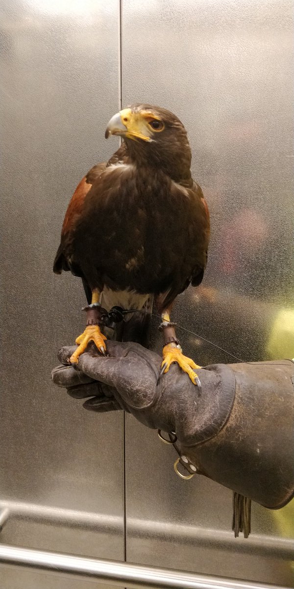 When you enter a lift <a href="/TheRSC/">The RSC</a>, sometimes the occupants are... surprising. This Peregrine Falcon was on her way to the RST rooftop, to see off the pigeons.