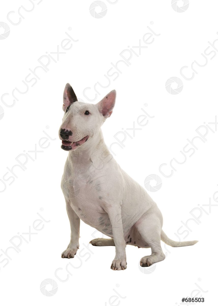 AKLegAsDogs's tweet photo. Dan Ortiz, Ketchikan (NA)
English Bull Terrier https://t.co/Sh4CCPGN4n