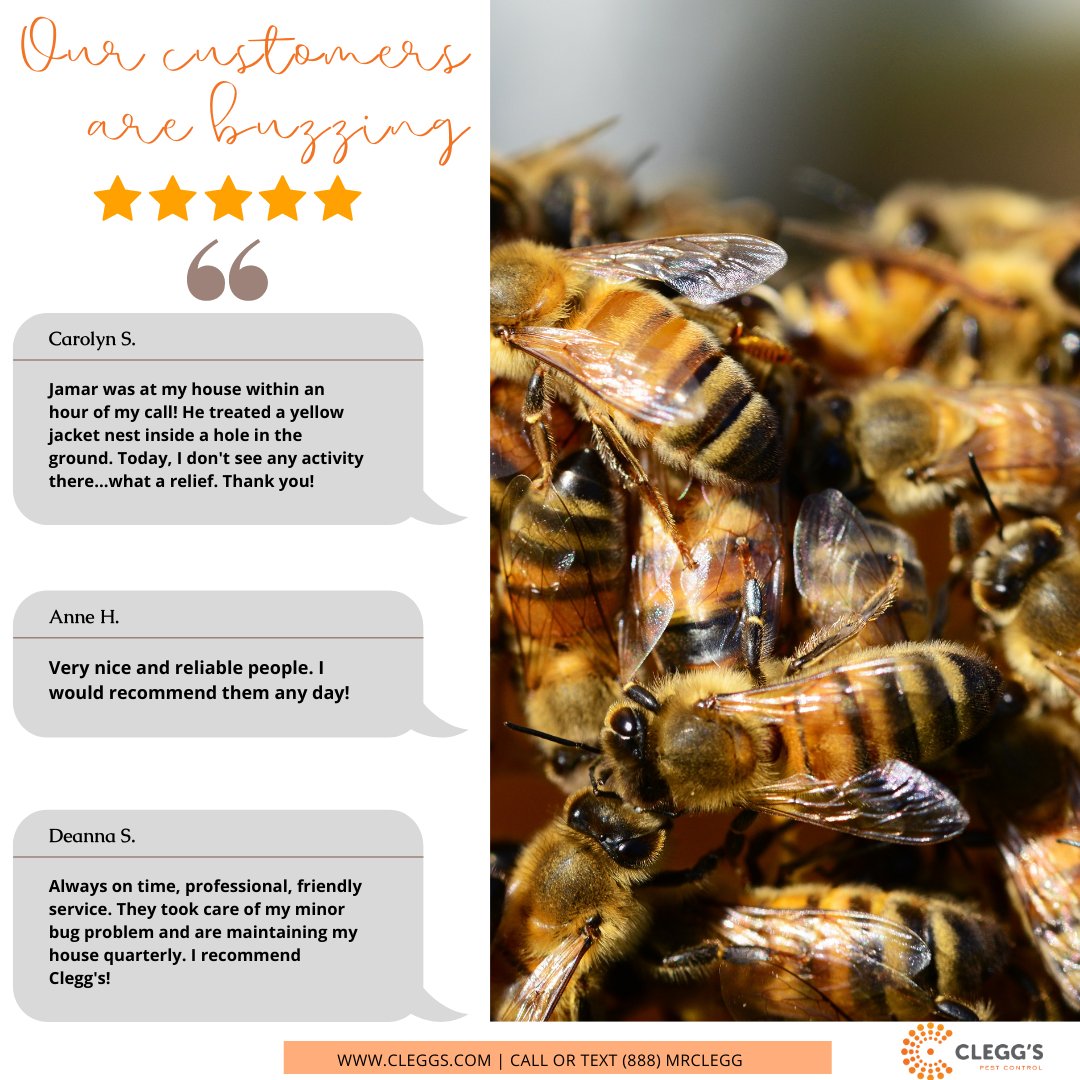 Great service, great experience, and great results. See what all the buzz is about by scheduling your pest control service today!  🐝  

cleggs.com