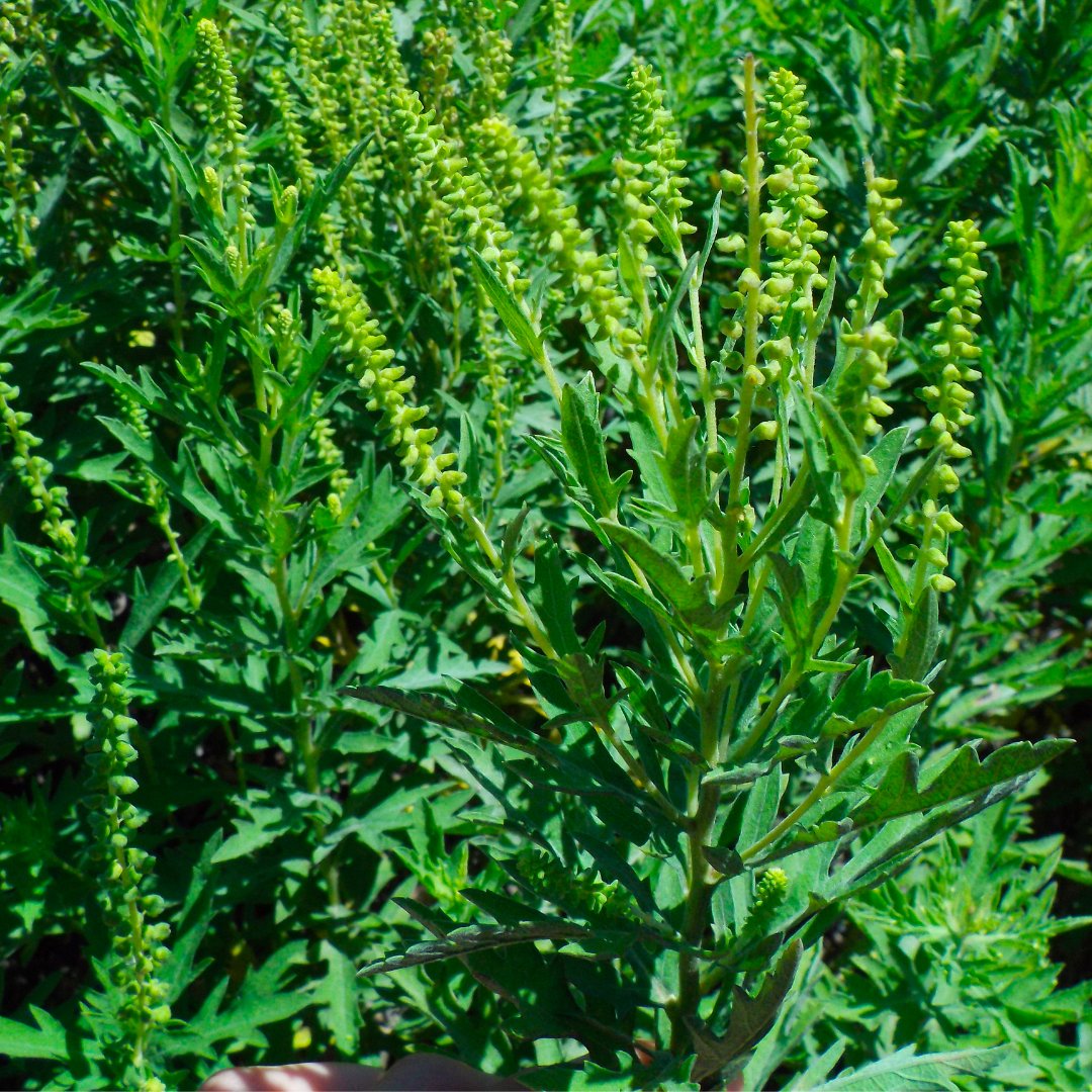 Bolsa Chica Conservancy on Twitter: