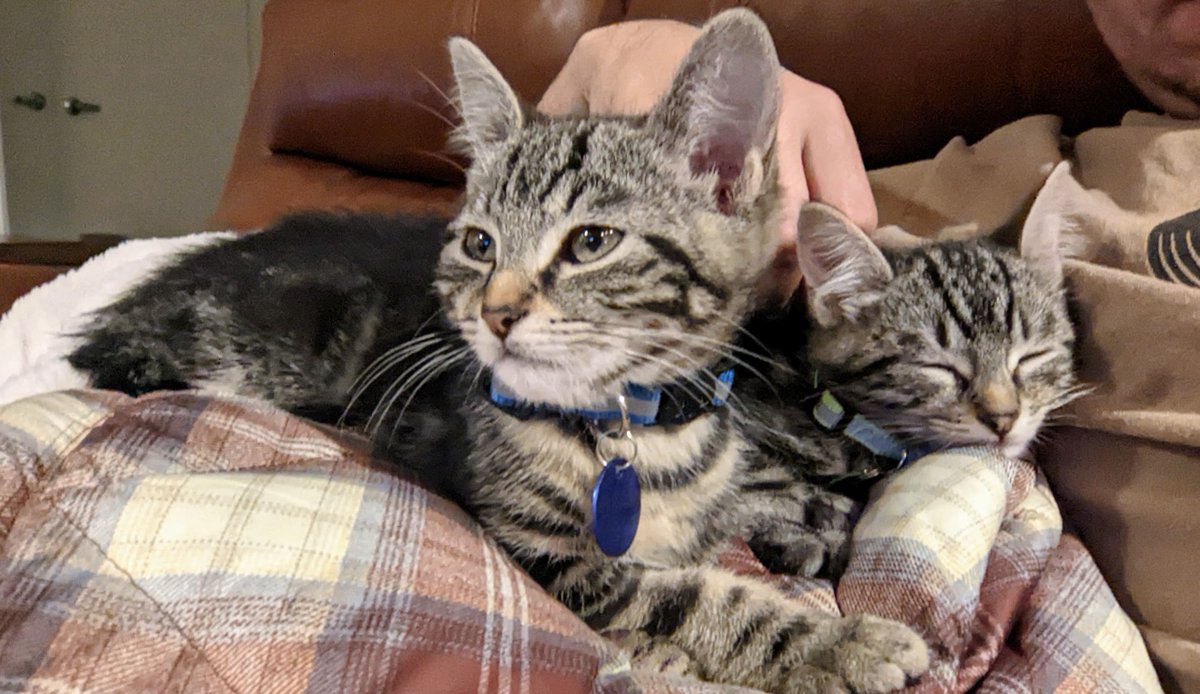 Nate_somewhere's tweet image. Just submitted Romeo to be the 2022 SweetiePy for SoCal Python! Applicants and pets don't need to be SoCal residents.