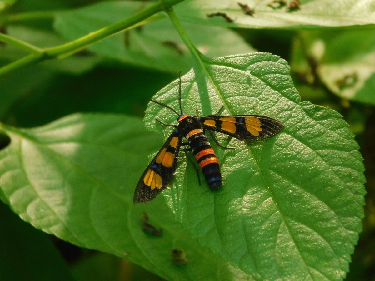 urbanbestiary's tweet photo. Tiger Moth (Amata sp.)
These smol (see pic 2 for size perspective) brightly colored (read - "STAY AWAY, I TASTE BAD!") day flying moths look very wasp-like.
📸 OCT 14 2021 (12:49 hrs.) near #Nagaon beach, #Maharashtra, #India.
#TwitterNatureCommunity #MothsMatter #Mothtober https://t.co/3lFBfl4JLo