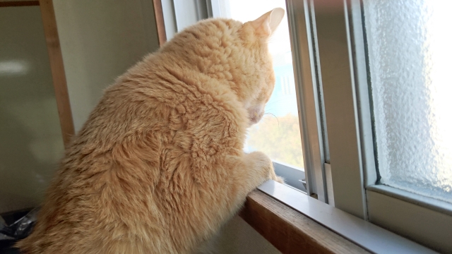 i36affoku's tweet photo. 人を動かすことのできる人は、他人の気持ちになれる人である。
その代わり、他人の気持ちになれる人というのは自分が悩む。
自分が悩んだことのない人は、まず人を動かすことはできない。
 
-　本田宗一郎　- https://t.co/7YKQFBnvAs