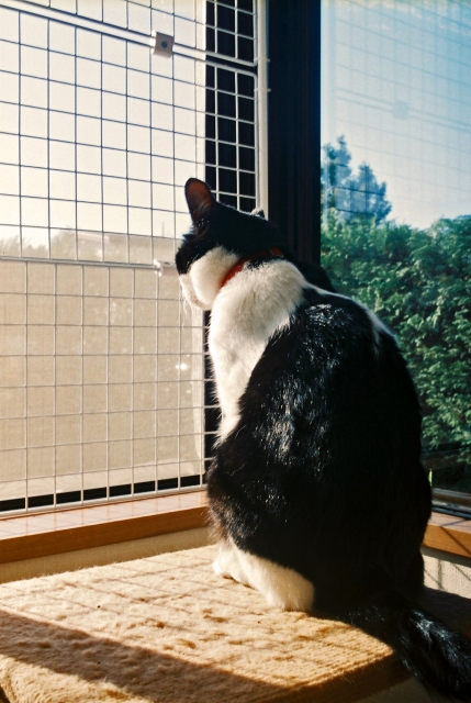 i36affoku's tweet photo. 成績は出ているから今の自分でいいんだ、という評価を自分でしてしまっていたら、今の自分はない 。

-　イチロー　- https://t.co/MFSPWfs8UZ