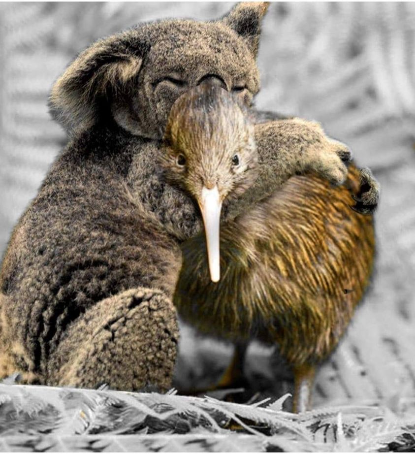 морской котик тюлень нерпа. новозеландский киви. птица киви в новой зеландии. новая зеландия природа животные. животные новой зеландии.