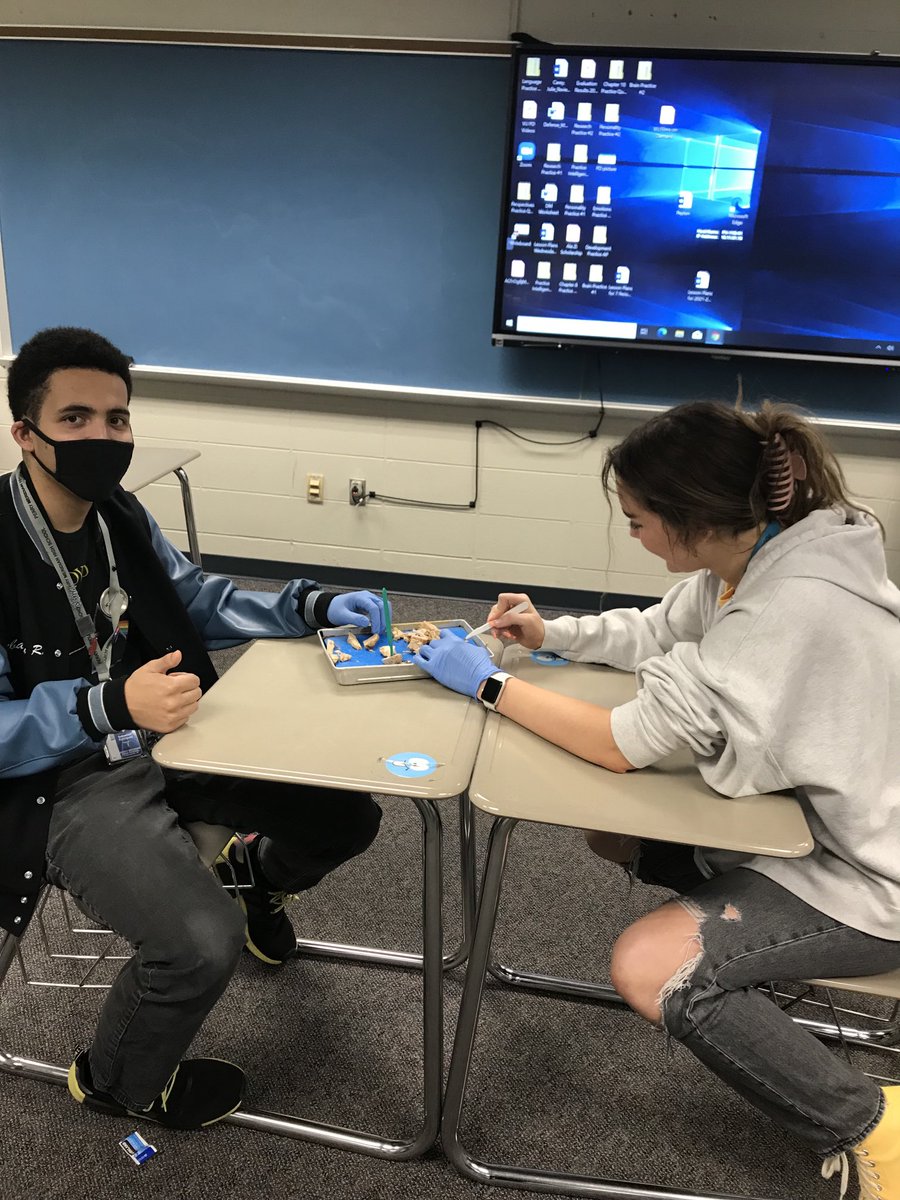 Dissecting sheep brains in psychology class today 🧠🧠🧠
