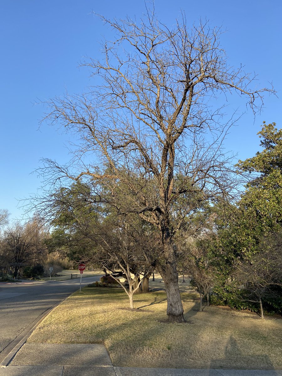 Just like our Texas State Champion jujube, I’m waiting for spring.