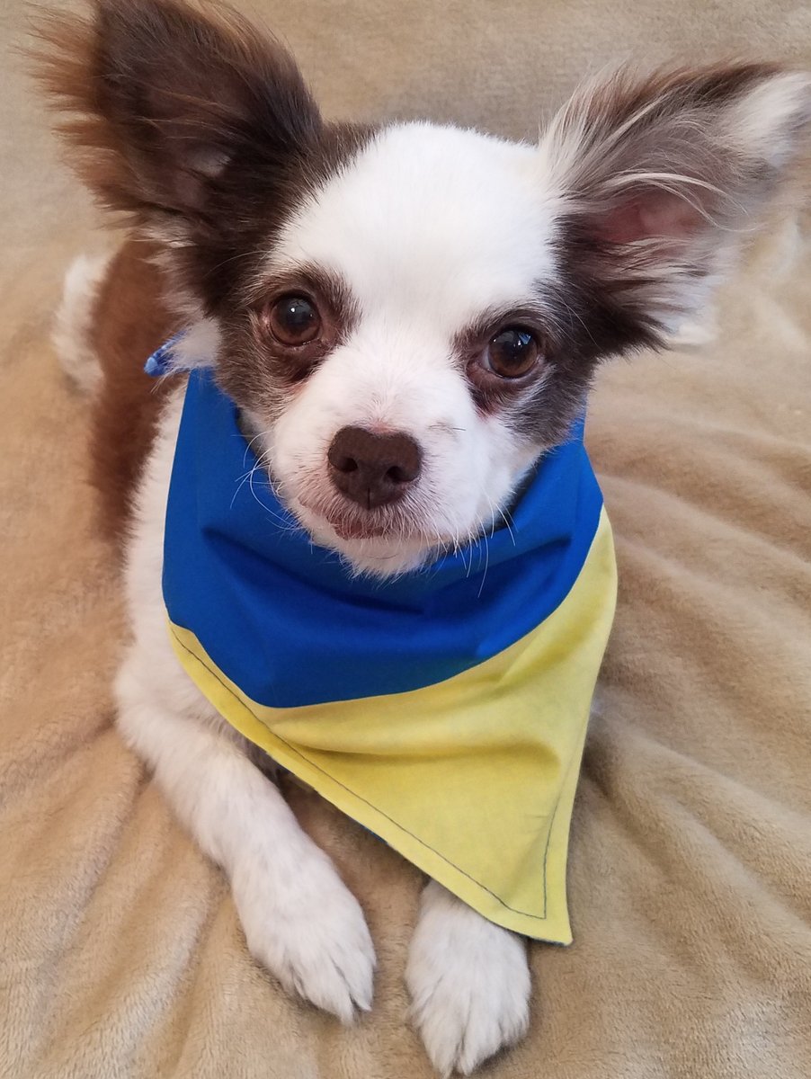 📢#KindnessGiveaway #5 🎉
WIN 1 of 2 Bandanas
I Woof You Dogs - NEW in our store TODAY!
OR Ukraine Flag!
To Enter
➡️Comment Which Yoo Want &amp; a Heart ❤️💞💙!
2 Winners Drawn at 8PM PST!
Please RETWEET!
(☘️St. Paddy's Bandanas still 20% OFF in store)
😁❤️🐶
#dogsoftwitter