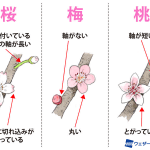 似ているけど見分けられる？桜・梅・桃の見分け方!