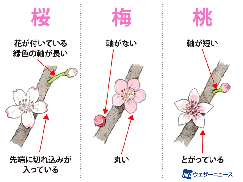 似ているけど見分けられる？桜・梅・桃の見分け方！