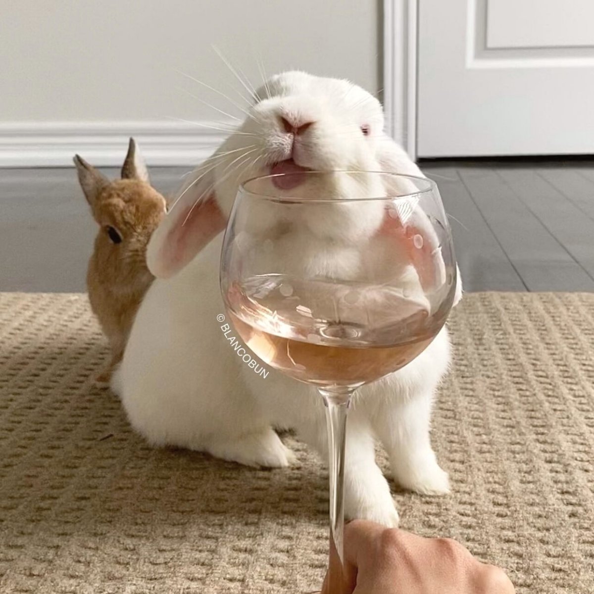 Cheers to the weekend! #friyay 🥂

📷: <a href="/blancobun/">blancobun</a>