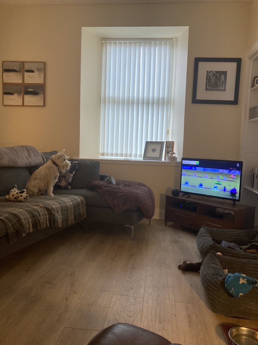 rubyunderhill's tweet image. Rhoswen engrossed in flyball #Crufts
