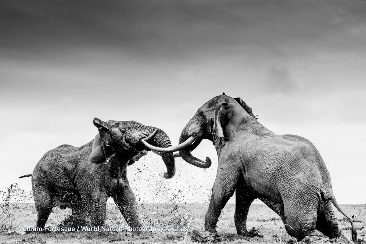 Слоны дерутся между собой. Слон бежит. Битва слонов. Бой слонов. Битва двух слонов.