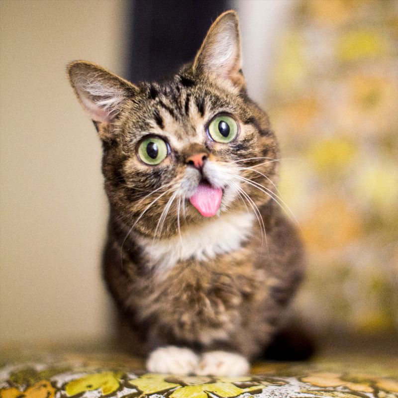 BUB STORE Moving Clearance Sale: 50-80% off! - store.lilbub.com