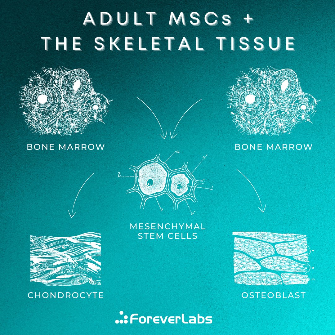 ForeverLabsInc's tweet photo. Adult #mesenchymal #stem #cells are #multipotent and can differentiate into many different forms of cells, including the ones of the #skeletal #system. #biologyisbeautiful #FridayForFuture https://t.co/jhUPePfEfw