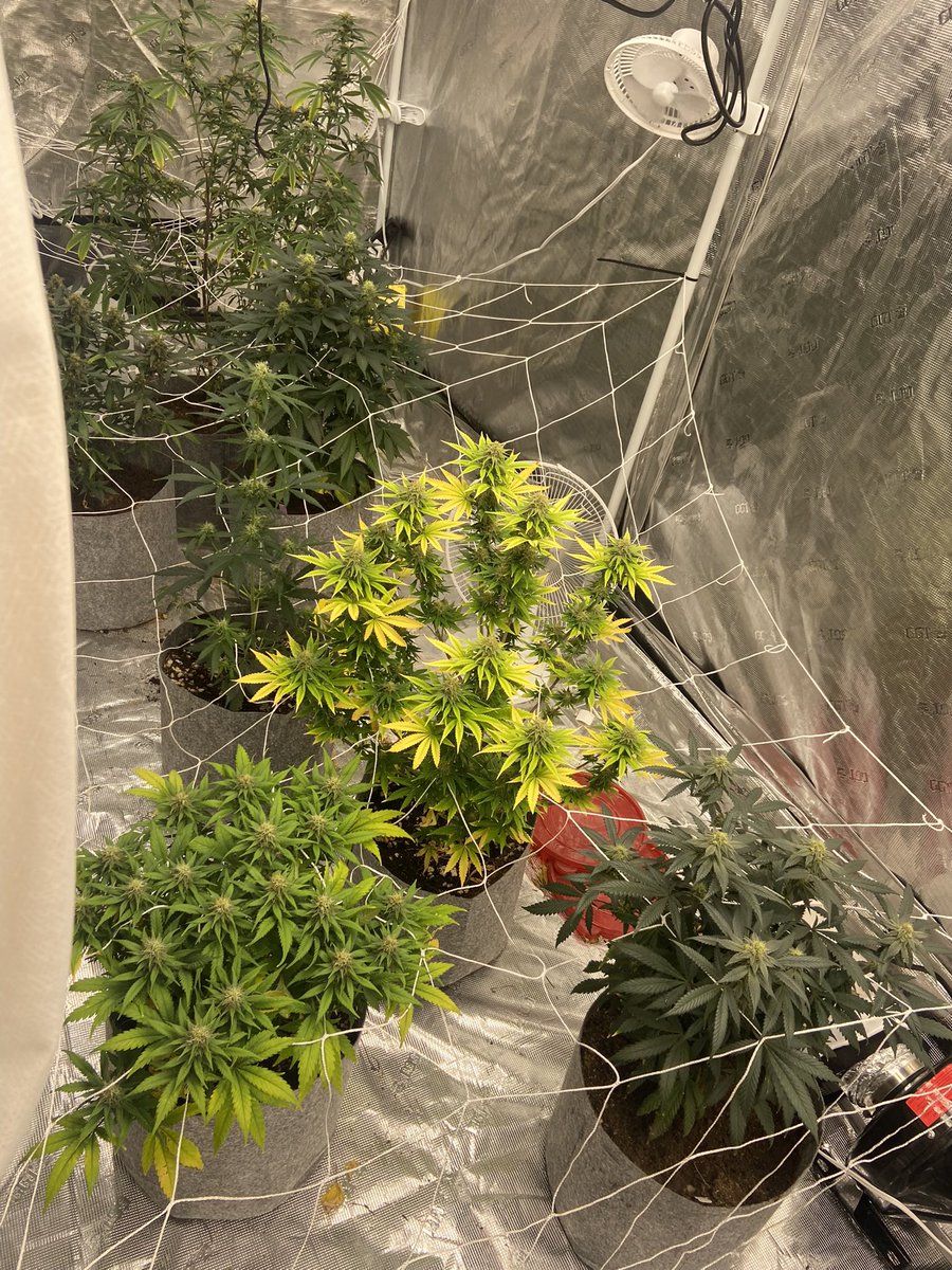 dvstboyz's tweet photo. My gosh!!! These plants should be done 3 weeks from now!!! #Blueberryscone #TahoeOG #Northernlights #Covid40 #harvestsonn #cryptoaccepted #Growerslife #Cannabis  #3week https://t.co/CFIdSSwGJe