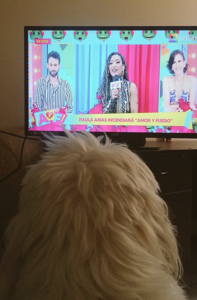 Rrmmose's tweet photo. Mi peluchin nunca se pierde el show❤️🔥 #amoryfuego @rodgonzalezl #AmoryFuego https://t.co/o1TjYsDd2C