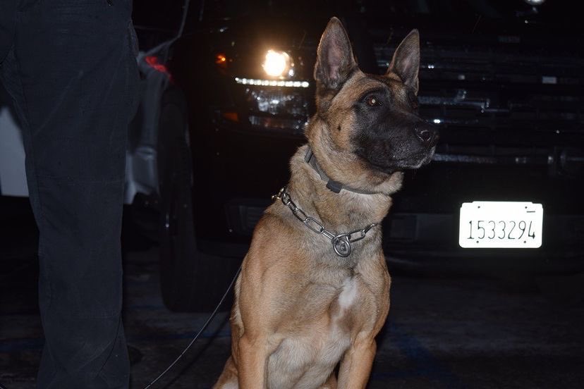 K9Timur's tweet photo. Happy Friday!! https://t.co/qE9IRVYQ4Q