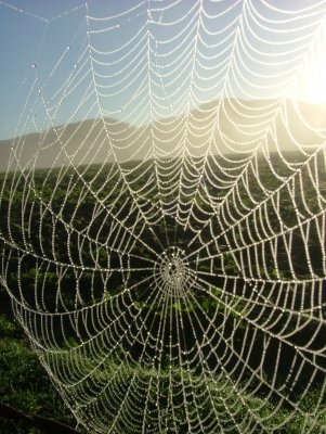 You won’t be-leaf your eyes when you find out the many different forms of art that are created in and inspired by nature at our Branches of Art camp for 3-5th graders, July 18-22! Register today &amp; check out our other camps at bit.ly/YoungNaturalis….