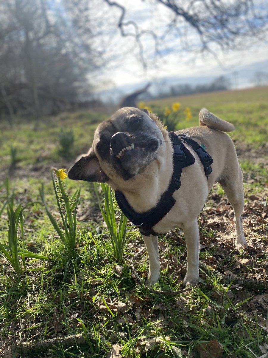 #crufts Doug the Chug in the daffodils 🌼