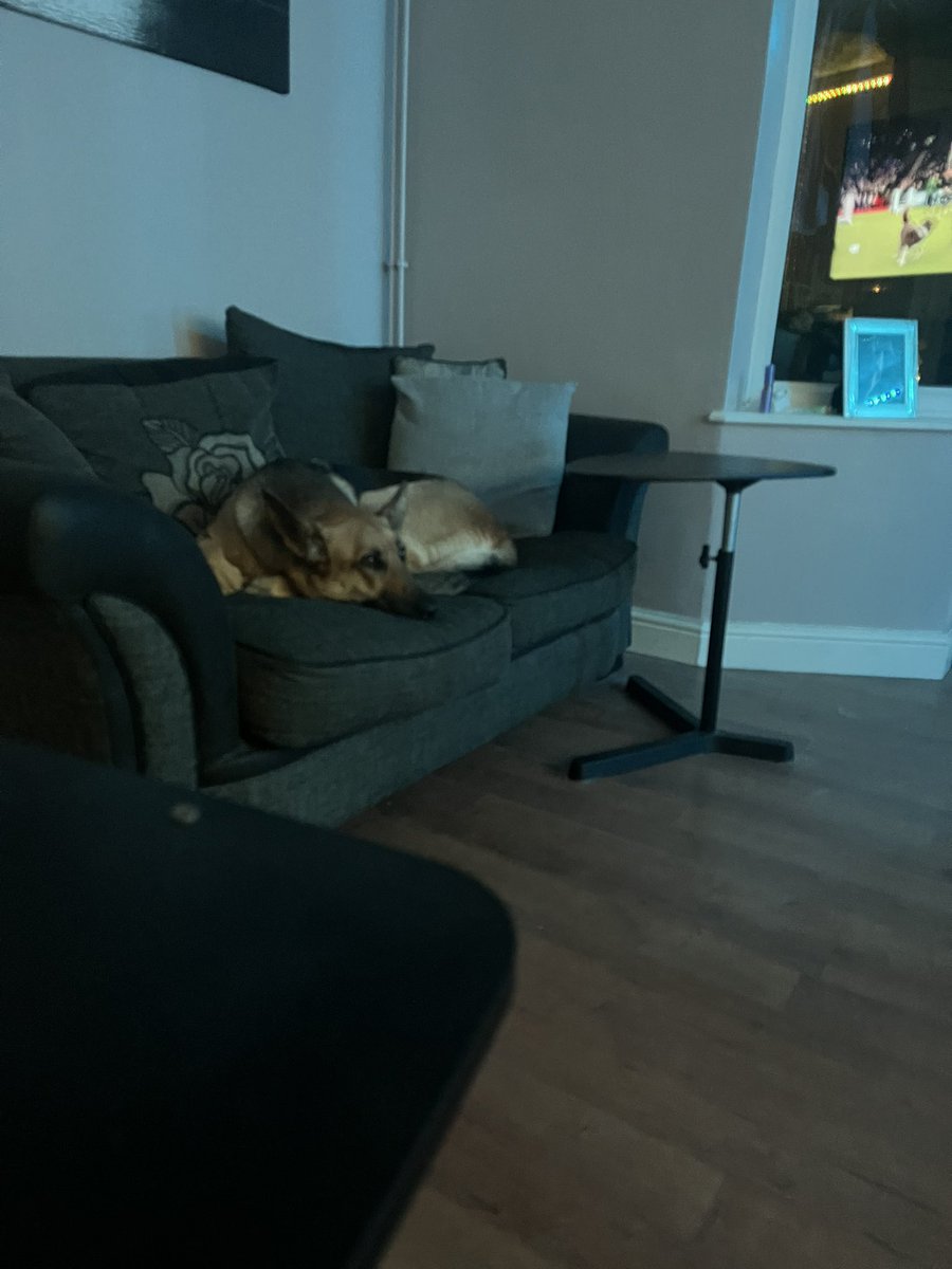 emmaemery69's tweet photo. Khaleesi watching #chrufts https://t.co/BLoyIL0vhD