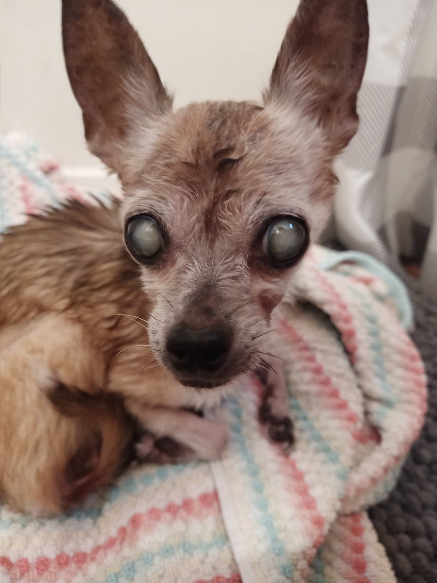 DarthStarrxo's tweet photo. RIP My lil angel . Imma miss you so much ,I hope I was able to comfort you well . We went on many adventures together . 😭😭😭😭😭😭😭💜 #ripleia https://t.co/rqlz888HaX