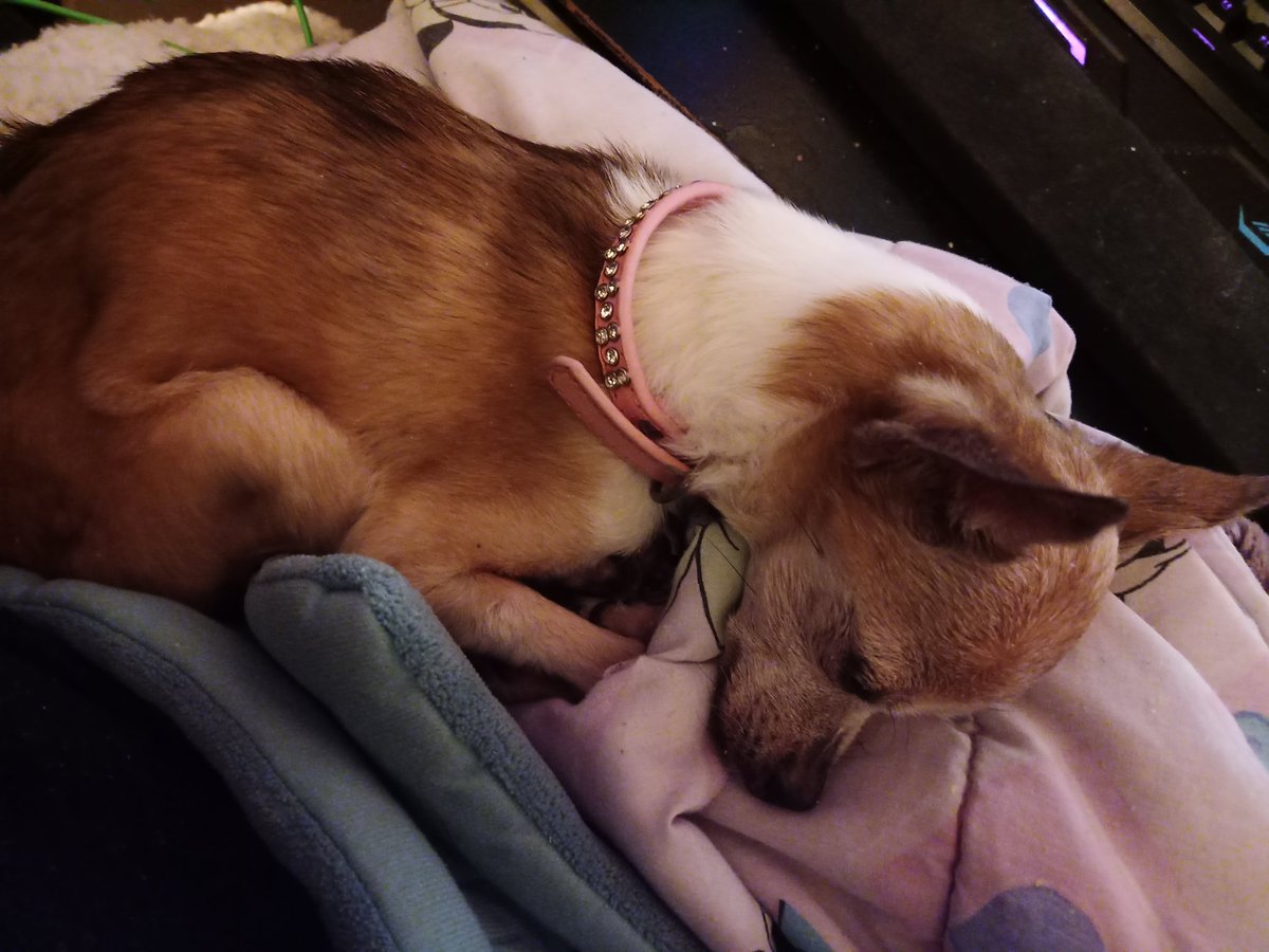 DarthStarrxo's tweet photo. RIP My lil angel . Imma miss you so much ,I hope I was able to comfort you well . We went on many adventures together . 😭😭😭😭😭😭😭💜 #ripleia https://t.co/rqlz888HaX