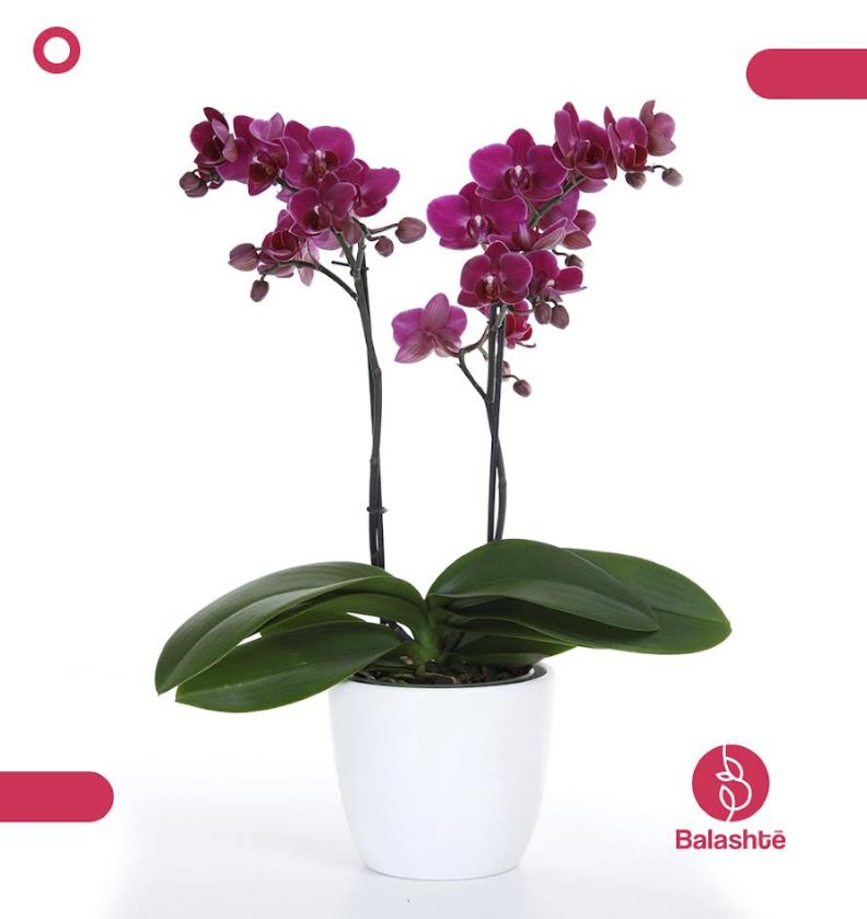 OPFexpo's tweet photo. #Balashté es una empresa familiar, altamente especializada en la producción de orquídeas y antrurios, con precios justos y con productos de vanguardia

Contáctalos: https://t.co/ScLqaLI1Ij

Conoce más acerca de nuestro destacado expositor 2021 en https://t.co/JAwStsPvi9

#opfexpo https://t.co/uqSHv93Y66