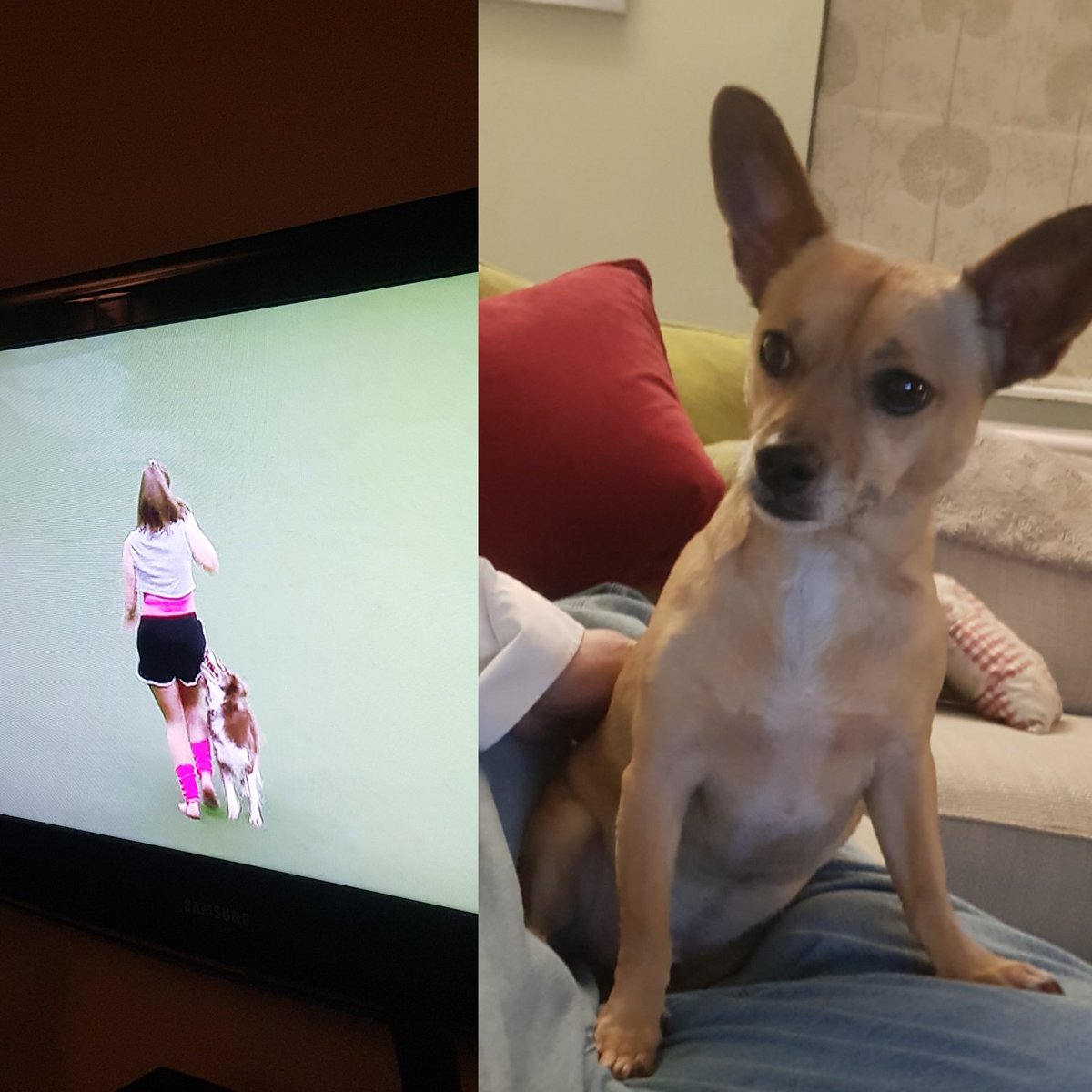 #Crufts2022 i don't think so mate