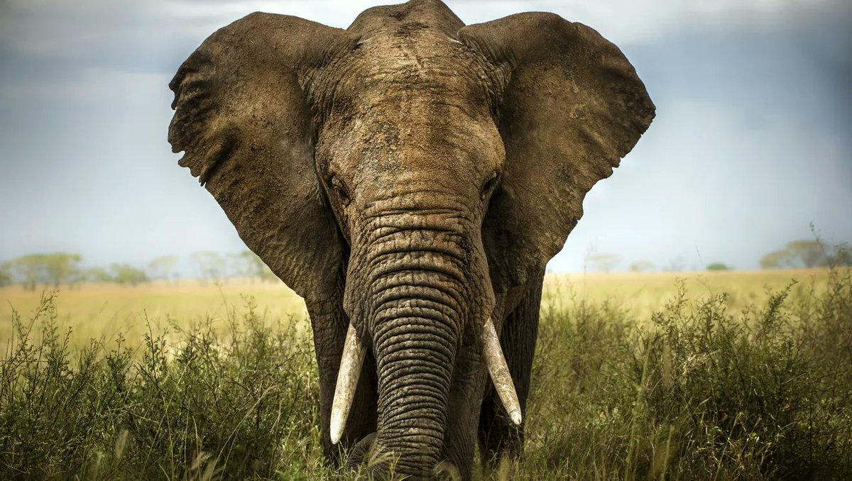 Bran Symondson tweet media