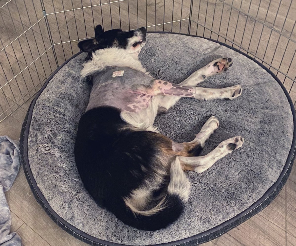 Cobie’s surgery was a success! Now on the road to recovery ❤️‍🩹 Giving him extra attention, love + cuddles 🥰 #OsteochondritisDissecans #surgery #recovery #dogsoftwitter