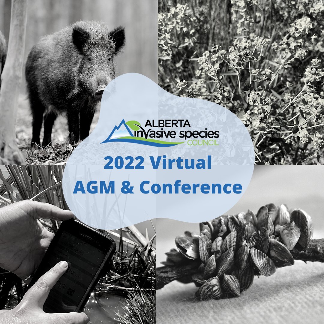 ABInvasives's tweet photo. Starting off the #AISC2022 conference with our AGM in 15 minutes!🥳

Don't miss day 1⃣ of this shindig! It's sure to be the event of the year!!
Agenda:https://t.co/bfxbMqs2kG
Program:https://t.co/HBYv09XY3K
#mossmadness #invasivespecies #whirlingdisease #mysterysnail #zebramussel https://t.co/C8V9N5KAAo
