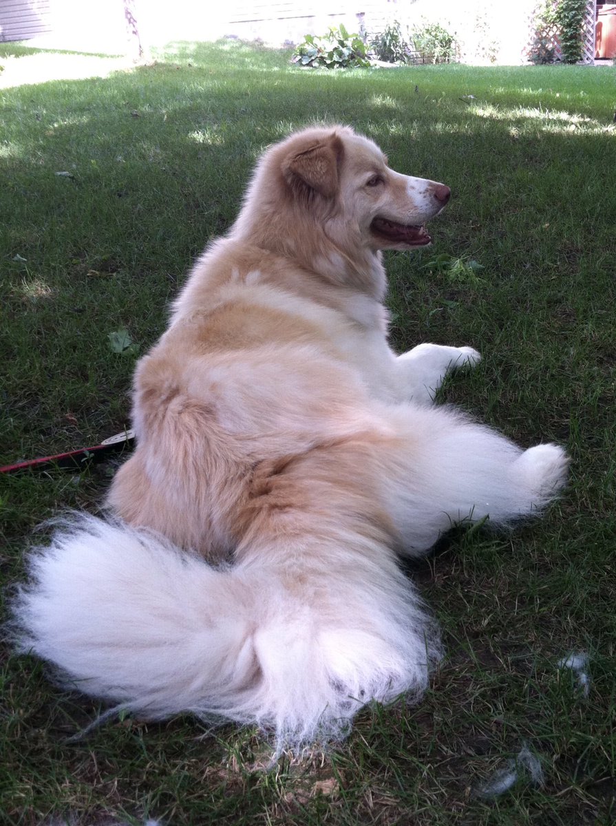 Casey and his fluffy butt here FTW! #FluffyButtFriday #grc #dogsoftwitter <a href="/GoldretrieverUS/">Golden Retriever Channel</a>