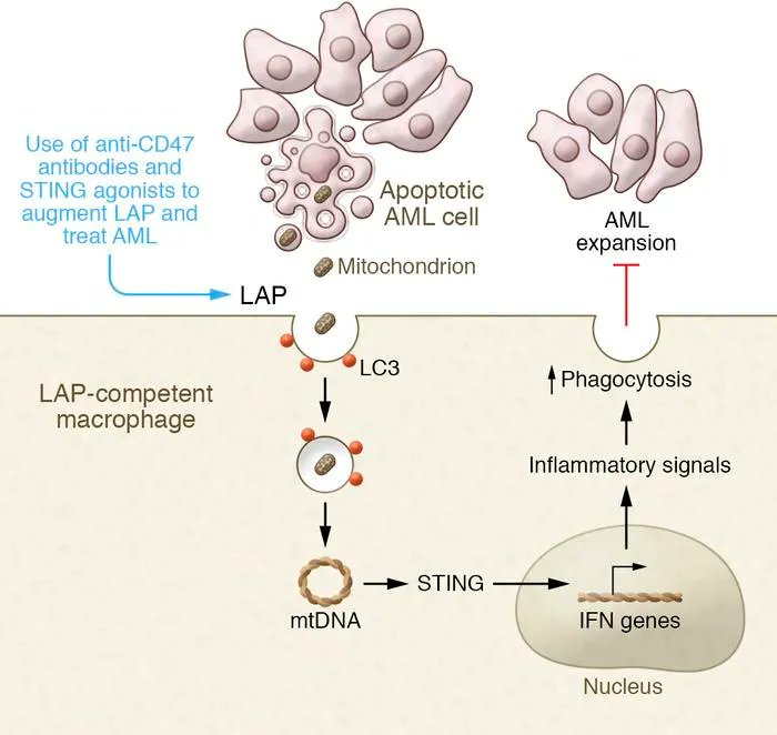 Journal of Clinical Investigation tweet media