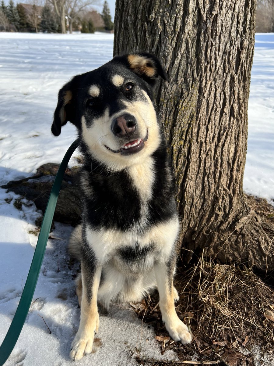 Friday face

#twitterdogcommunity #FridayFeeling #twitterdog #Woofnottweet #huskiesoftwitter #smile