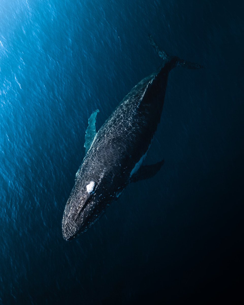 Timmboslice_'s tweet photo. Gm to everyone sharing the beauty of the world today 🐋💙🖤 https://t.co/8yVQqi6huB