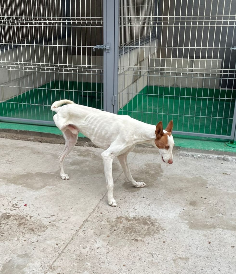 #ESPAÑA #Zaragoza ⚠️URGENTE ACOGIDA ⚠️
Ha llegado hasta Adala la noticia de este pequeño de 5 añitos que se ha quedado sin hogar💔.
Si puedes ayudarnos dándole un hogar aunque sea de forma temporal escribe a: adalazaragoza@gmail.com¡¡ #ADOPTA SALVA