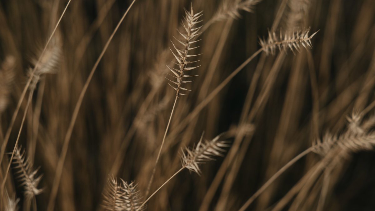 Saskatchewan, here we come 🌾

We’re excited to share that Token has been approved to supply cannabis to the #Saskatchewan market.

We look forward to bringing our products and our partners’ products to Saskatchewan consumers soon!